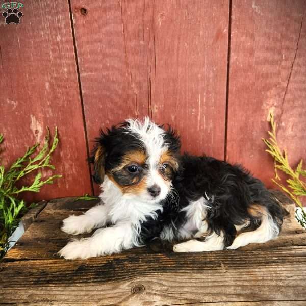 Toni, Cavapoo Puppy